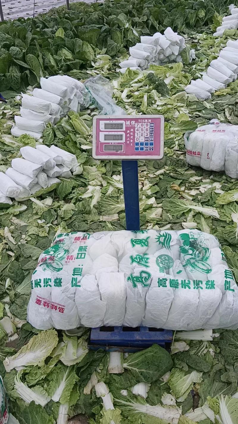 精品娃娃菜大量供应产地直发保质保量对接全国客商