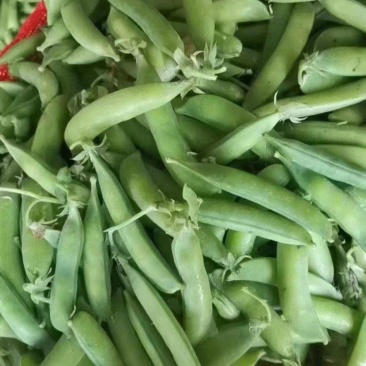 豌豆荚！精品上市！货量充足！