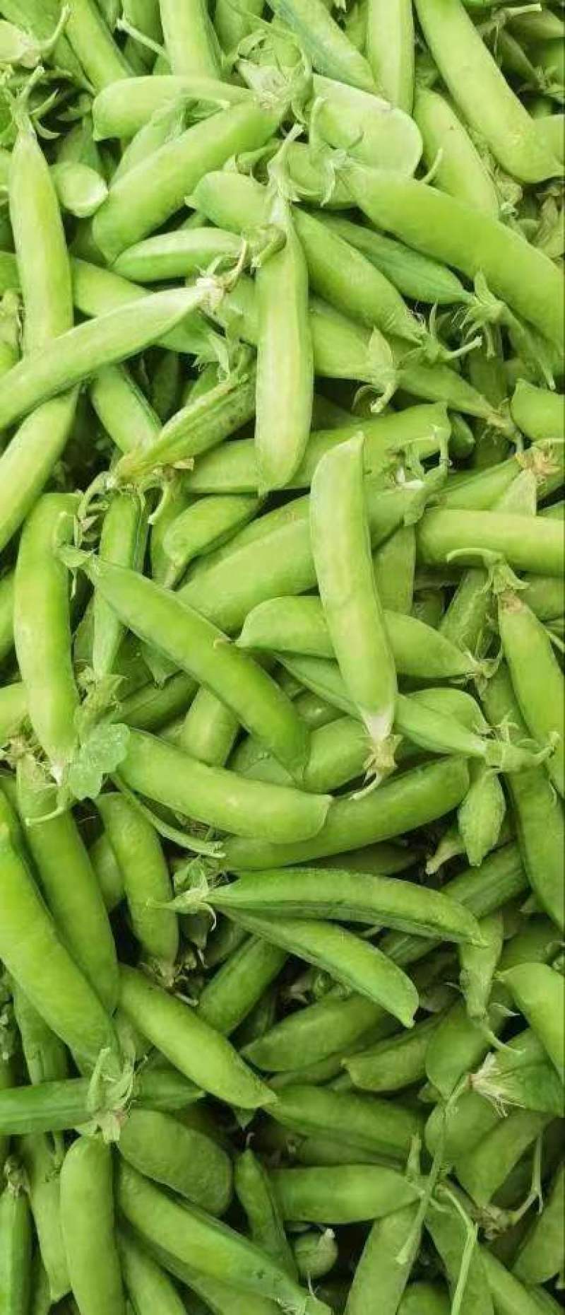 豌豆荚！精品上市！货量充足！