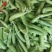 豌豆荚！精品上市！货量充足！