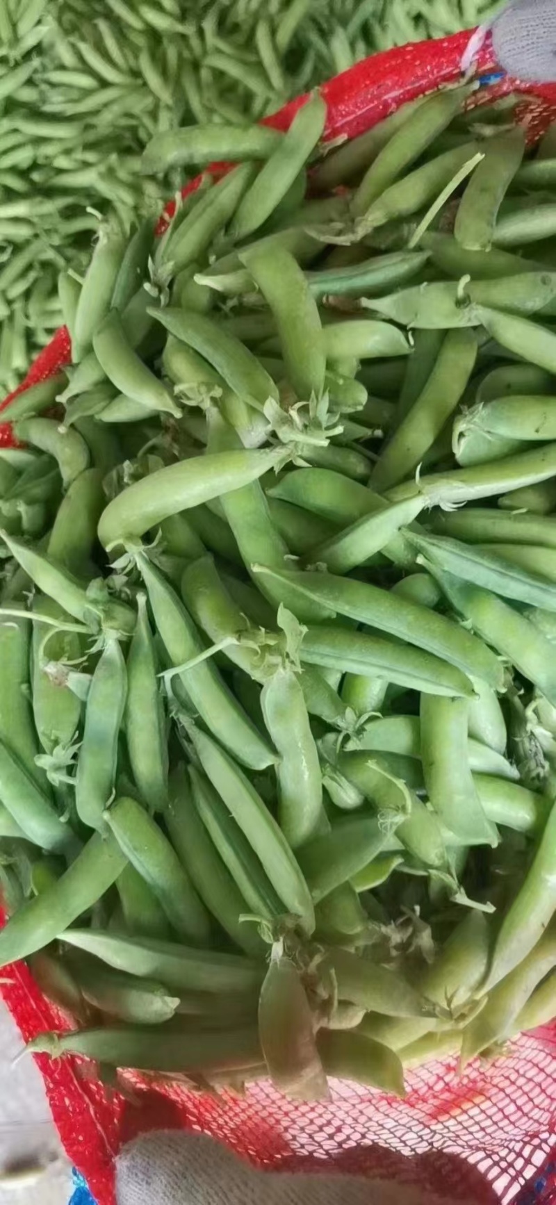 豌豆荚！精品上市！货量充足！