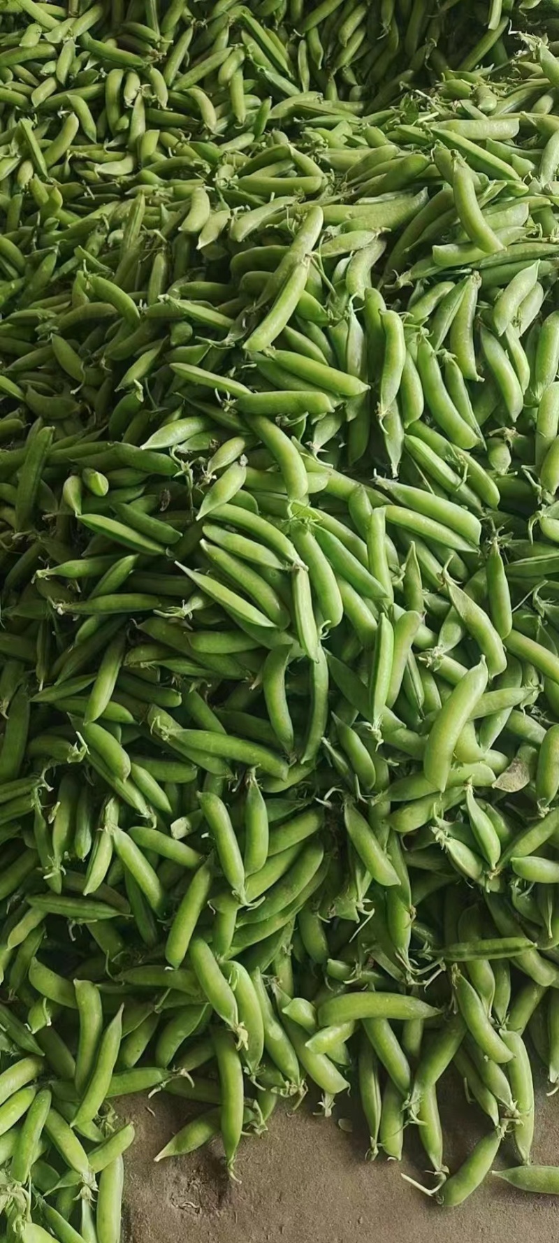 豌豆荚！精品上市！货量充足！