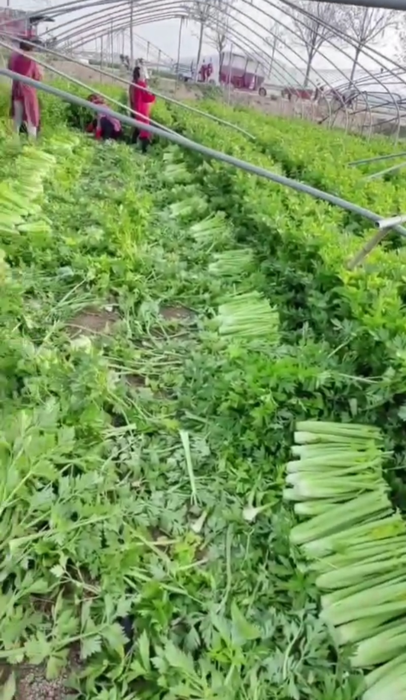 芹菜西芹大芹菜小芹菜万亩基地高质量高标准产地直供全年供货