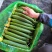 油皮短丝瓜上市产地直销