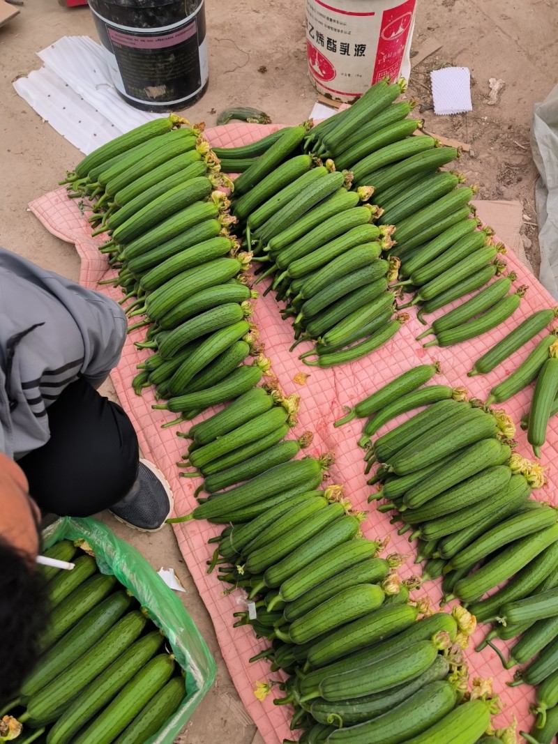 油皮短丝瓜上市产地直销