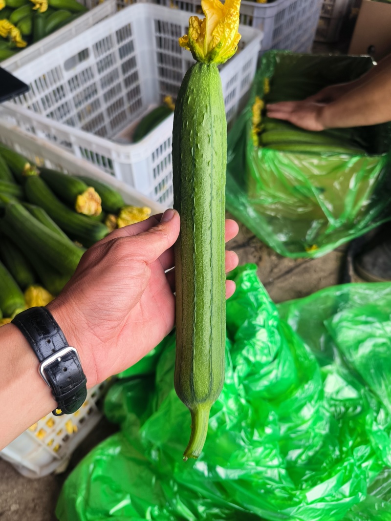 油皮短丝瓜上市产地直销