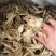 当归当归片全归干货不掺假当归个正品岷当归实物拍摄