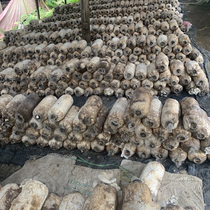 废菌包蔬菜苗果树苗专用肥土有机肥辅料改善土地板结