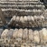 废菌包蔬菜苗果树苗专用肥土有机肥辅料改善土地板结