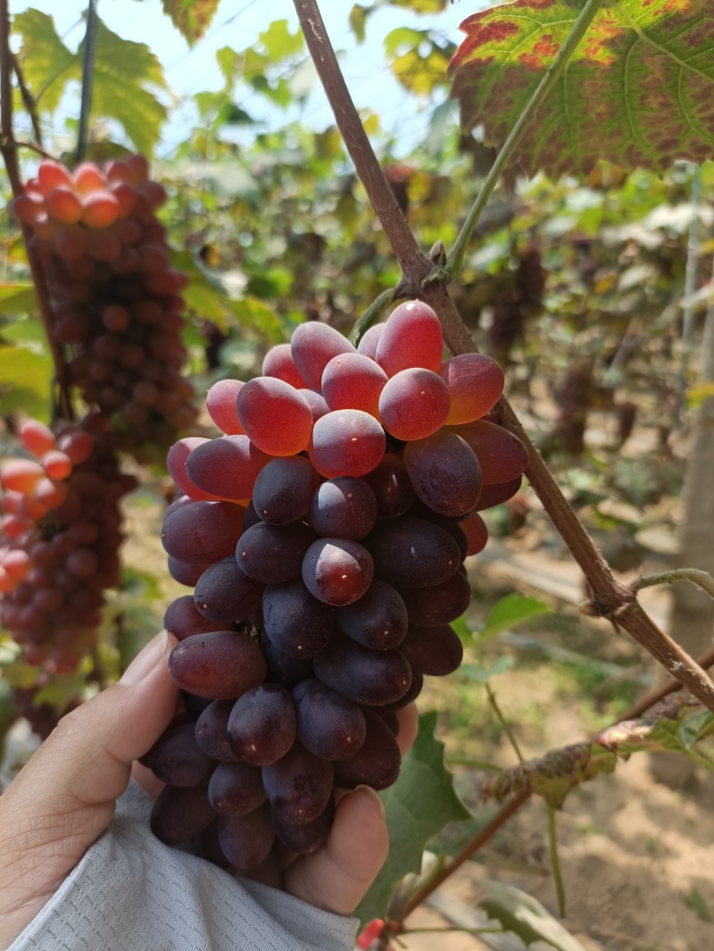 辽宁茉莉香着色香葡萄大量上市产地直发