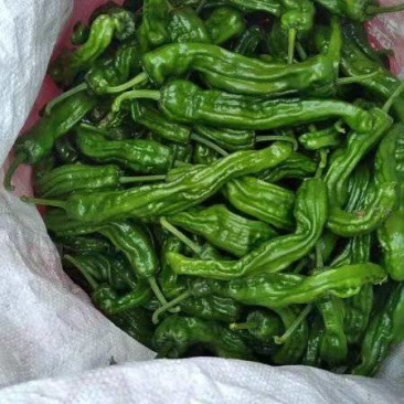 山东枣庄辣子鸡专用皱皮辣椒少量上市欢迎各位老板前来选购