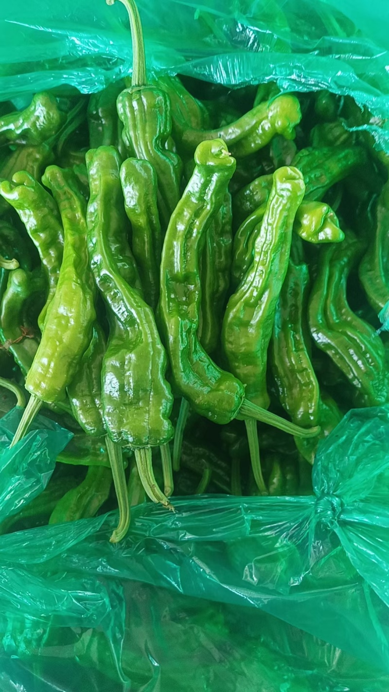 山东枣庄辣子鸡专用皱皮辣椒少量上市欢迎各位老板前来选购