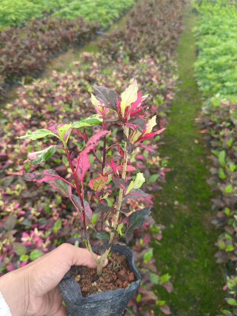 七彩大红花（扶桑）