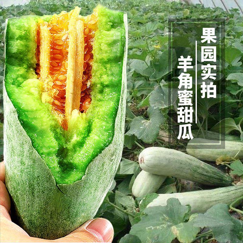 【头茬羊角蜜】山东潍坊羊角蜜甜瓜大量供应对接商超市场经销