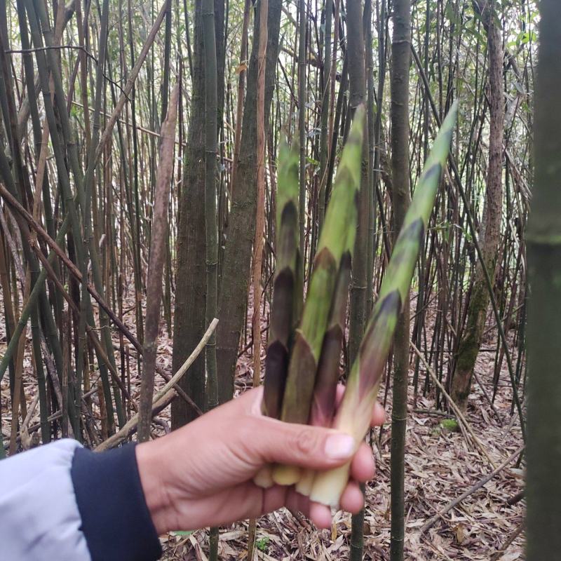 油竹笋本地现摘现发大量