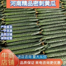 密刺黄瓜，大量上市质量量大从优欢迎订购