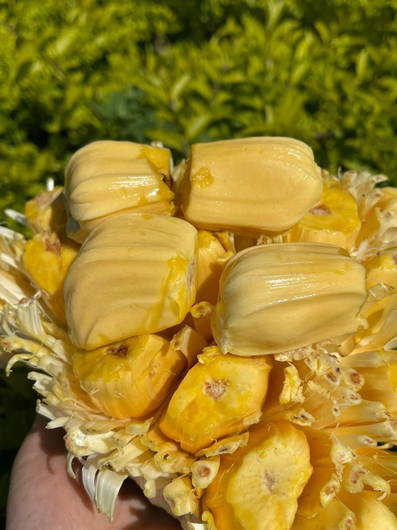 【专业打包】精品海南菠萝蜜马来西亚一号菠萝蜜黄肉菠萝蜜