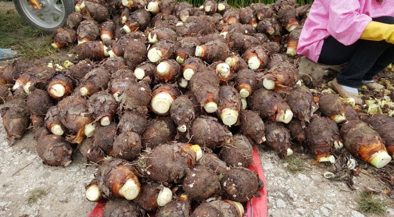 广东茂精品香芋，基地直发一手货源可供应全国欢迎来电询价～