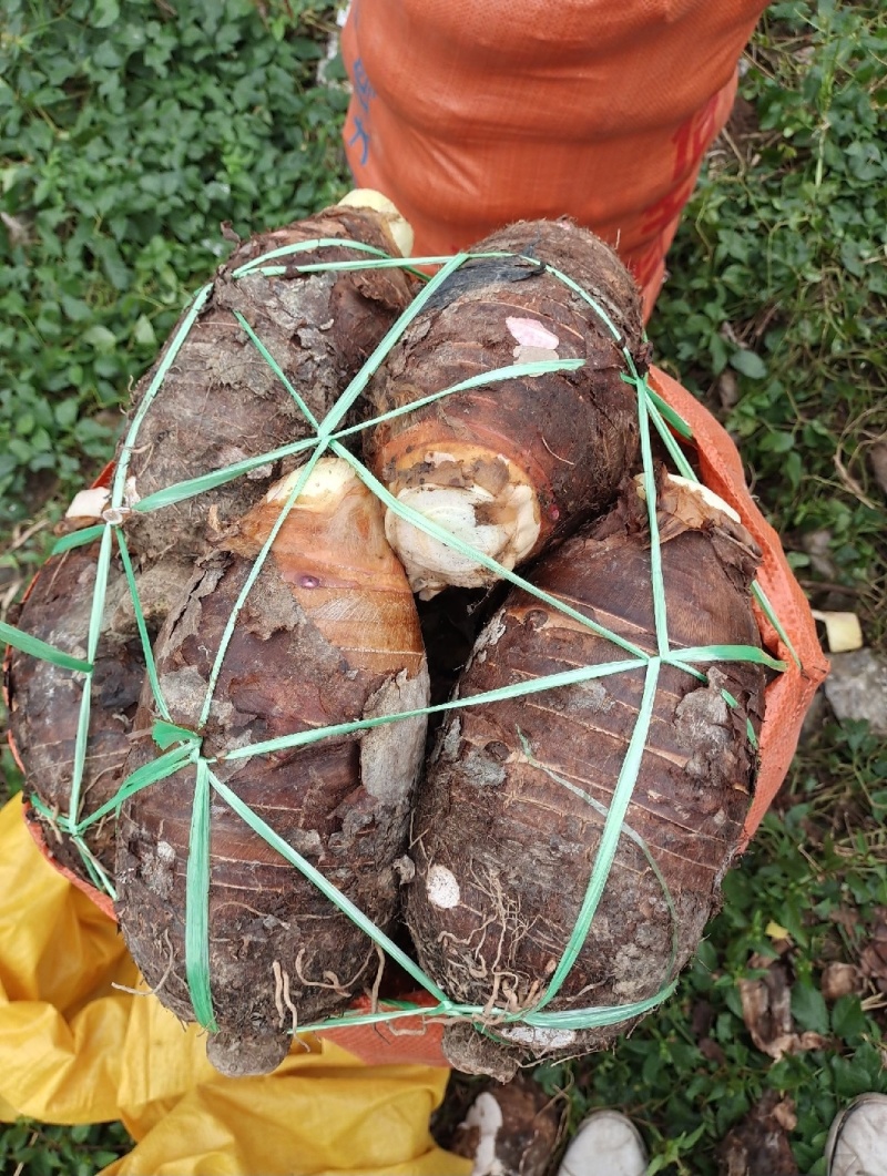 广东茂精品香芋，基地直发一手货源可供应全国欢迎来电询价～