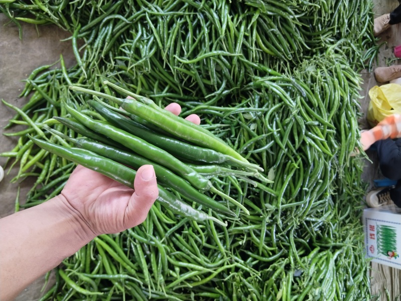 精品青线椒