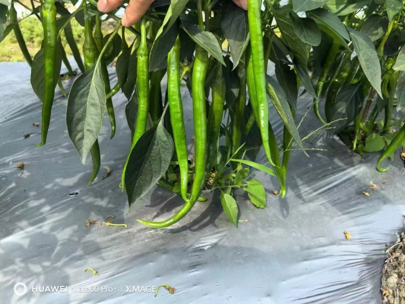精品青线椒