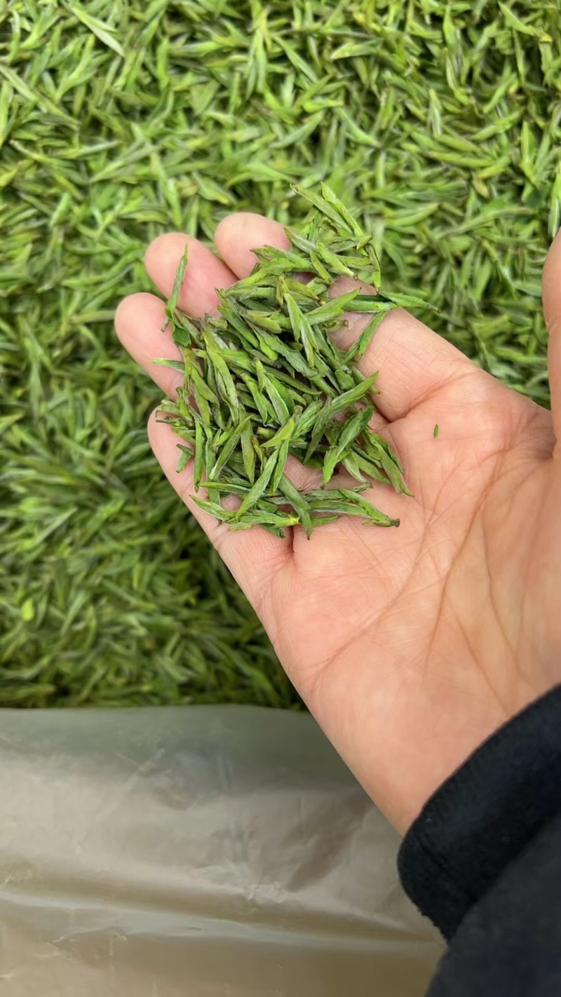 舒城小兰花茶叶