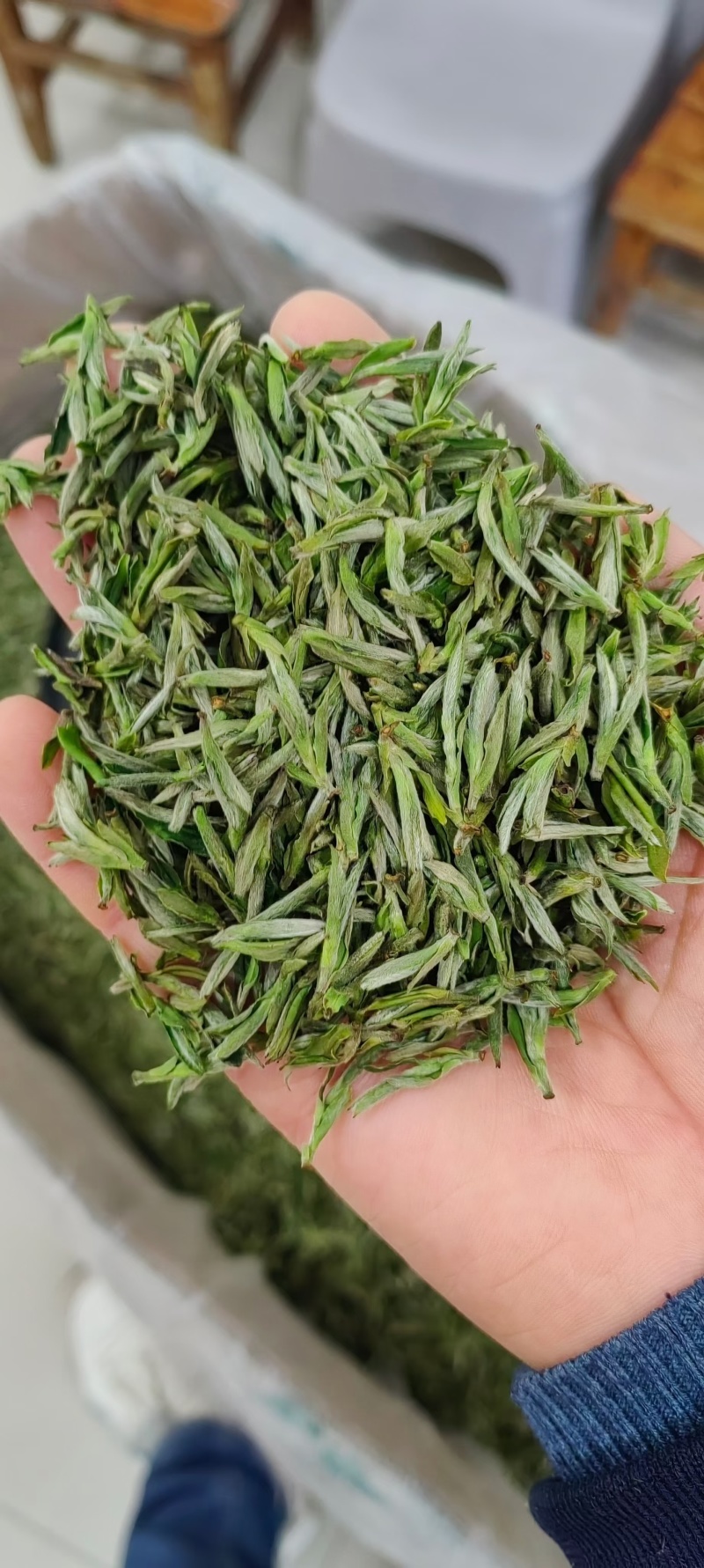 舒城小兰花茶叶