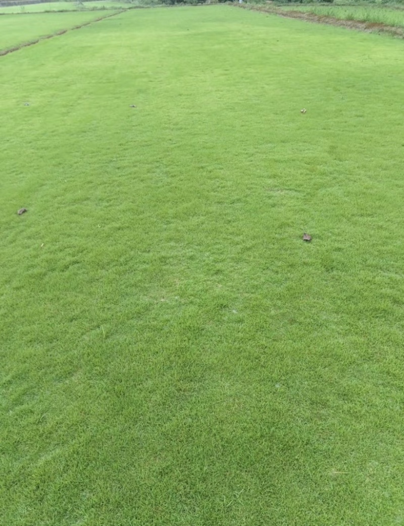 绿化草皮