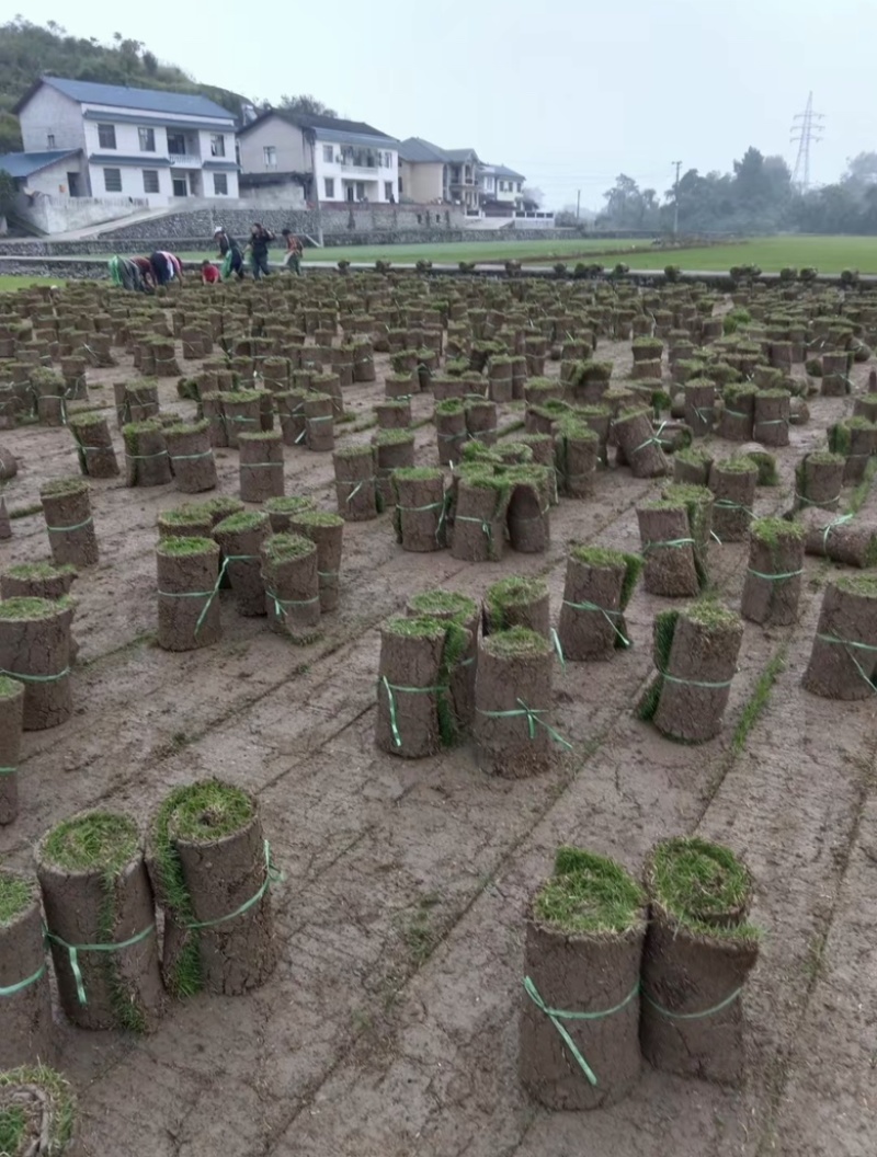绿化草皮