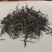 高黎贡山云雾茶自家茶园欢迎联系各品质都有价格可商量