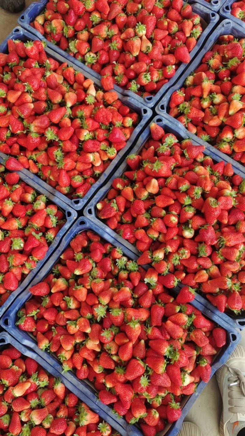 精品推荐【草莓】山东草莓甜查理草莓品质保证一手货源