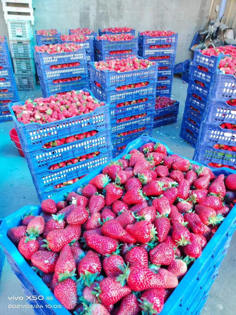 精品推荐【草莓】山东草莓甜查理草莓品质保证一手货源