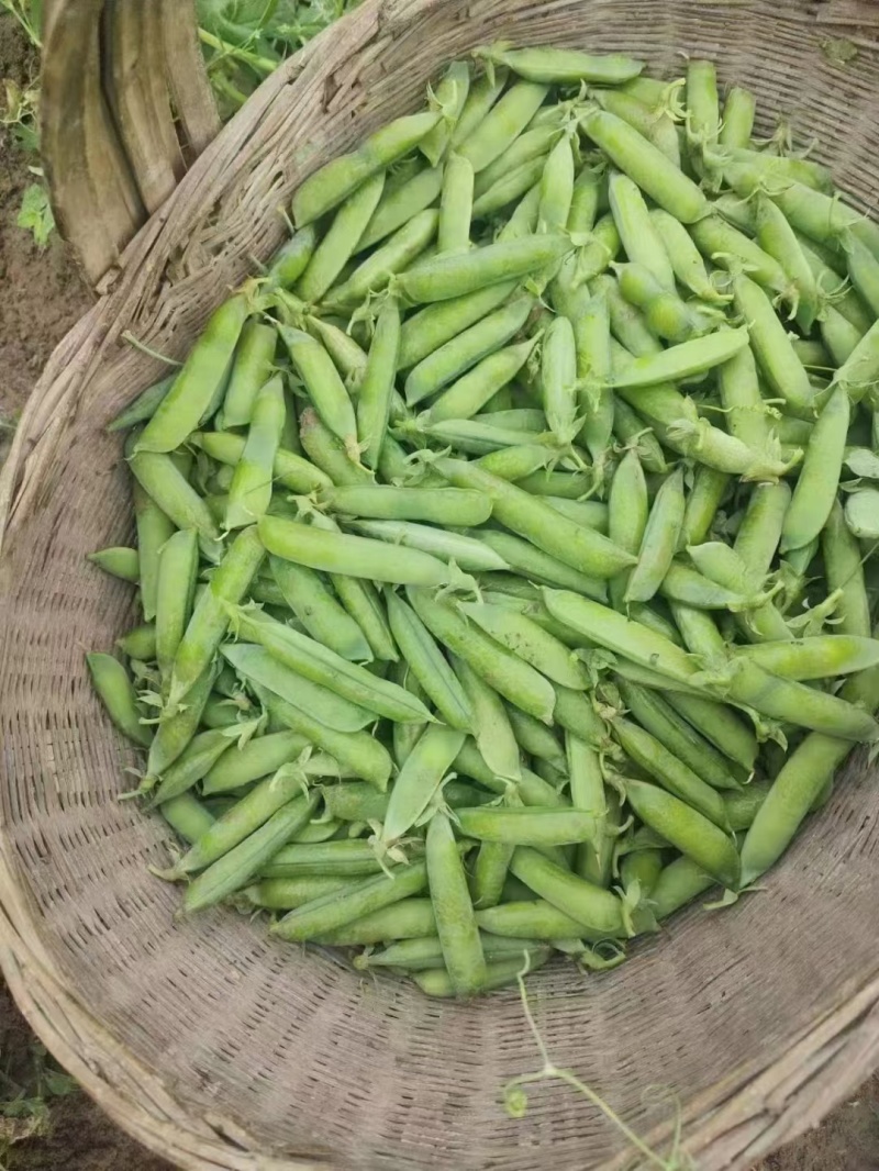 精品豌豆角大量供应