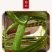 【长白山发货】野生肾精草化石草肾精茶小叶石韦草包邮