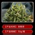 【长白山发货】野生肾精草化石草肾精茶小叶石韦草包邮
