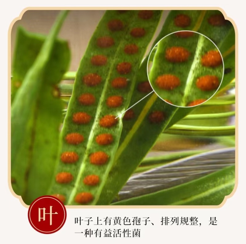 【长白山发货】野生肾精草无硫包邮