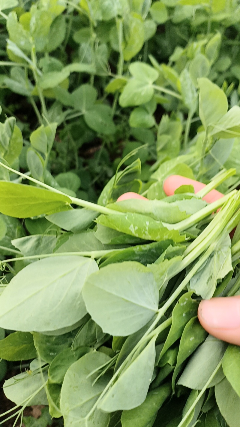 青菜苔碗里尖