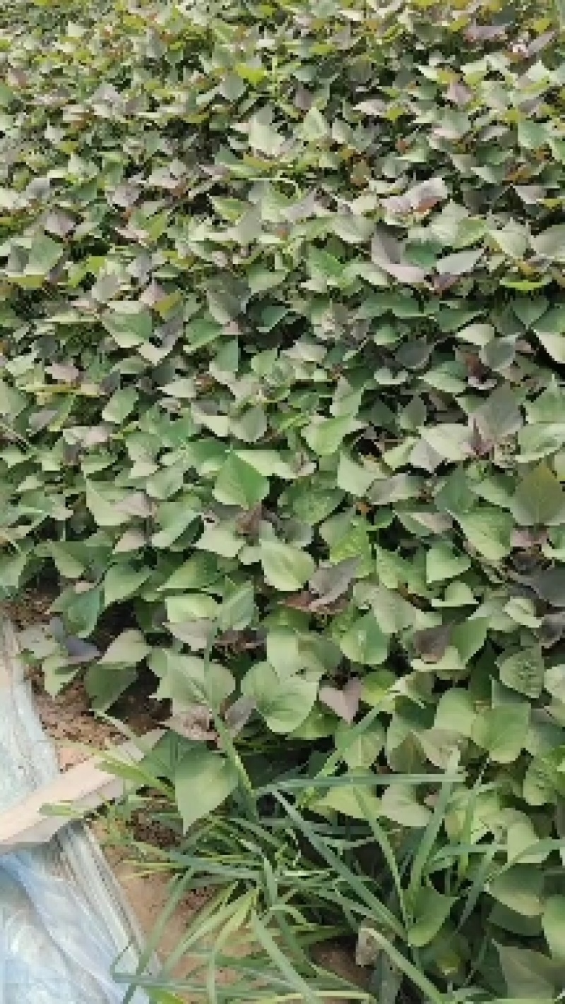 脱毒西瓜红红薯苗基地直供提供技术指导量大优惠