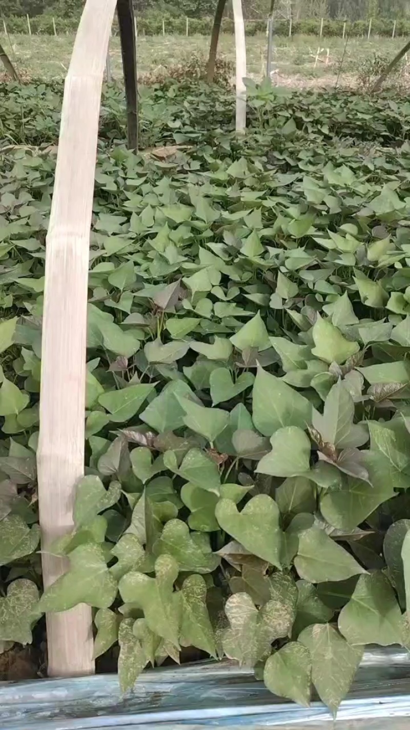 脱毒西瓜红红薯苗基地直供提供技术指导量大优惠