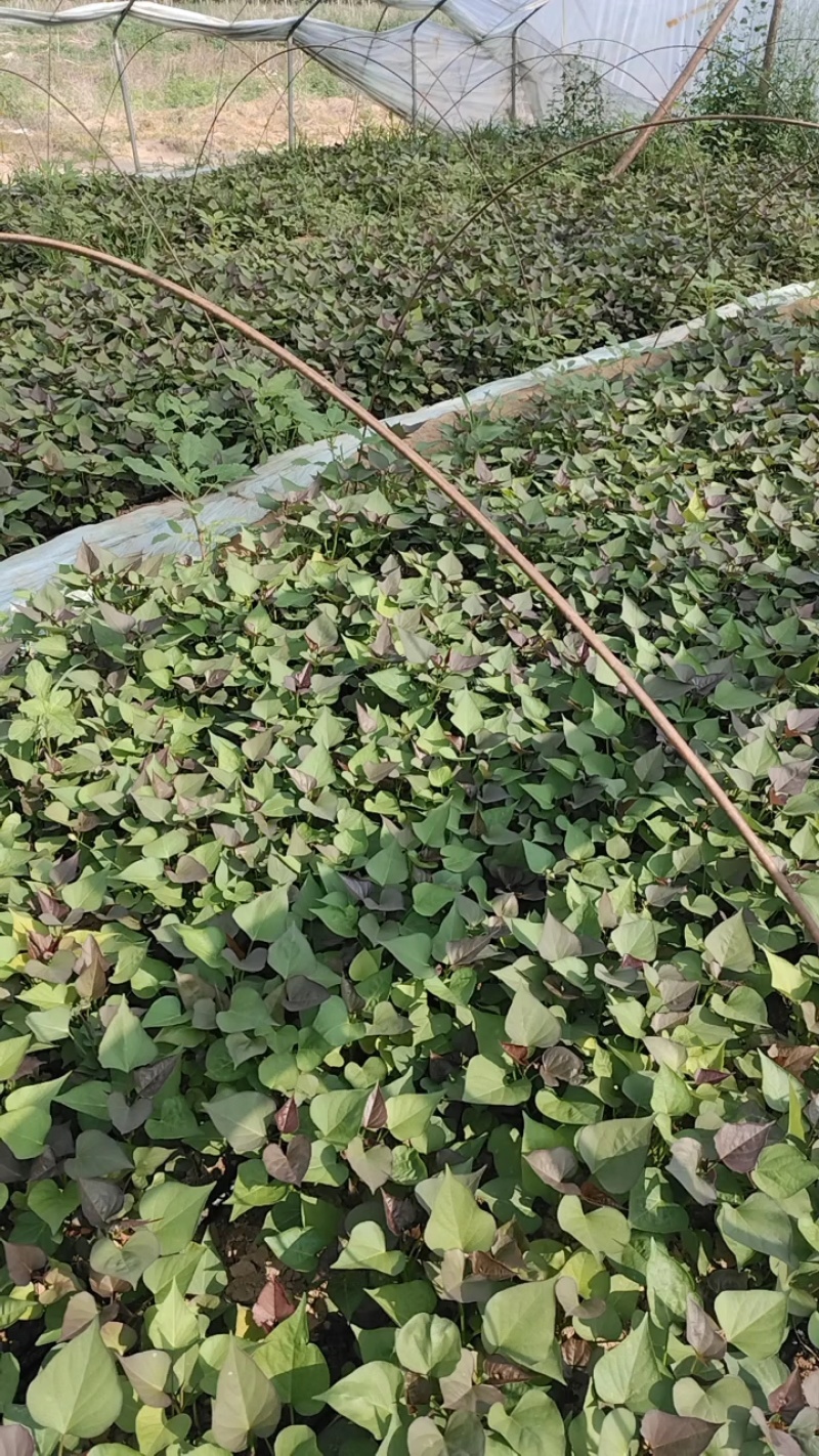 脱毒西瓜红红薯苗基地直供提供技术指导量大优惠