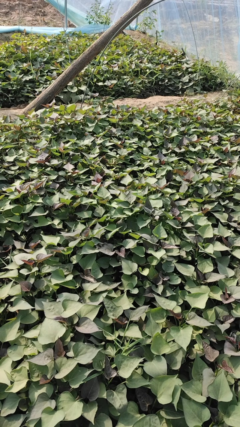 脱毒西瓜红红薯苗基地直供提供技术指导量大优惠