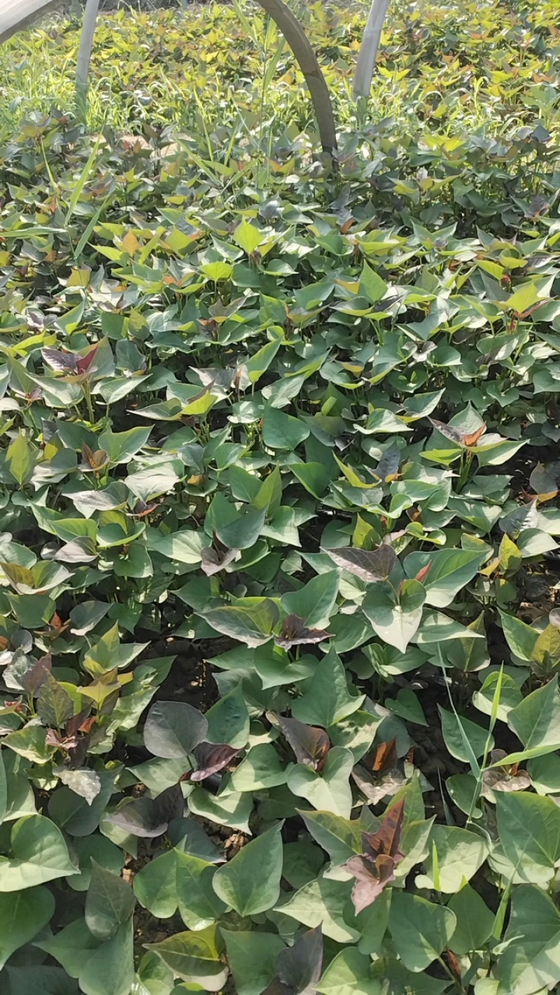 脱毒西瓜红红薯苗基地直供提供技术指导量大优惠