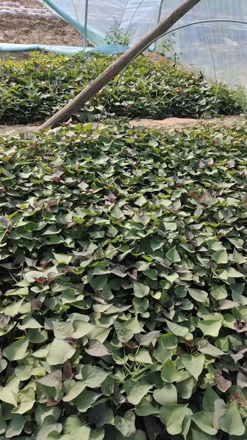 脱毒西瓜红红薯苗基地直供提供技术指导量大优惠
