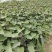 脱毒西瓜红红薯苗基地直供提供技术指导量大优惠