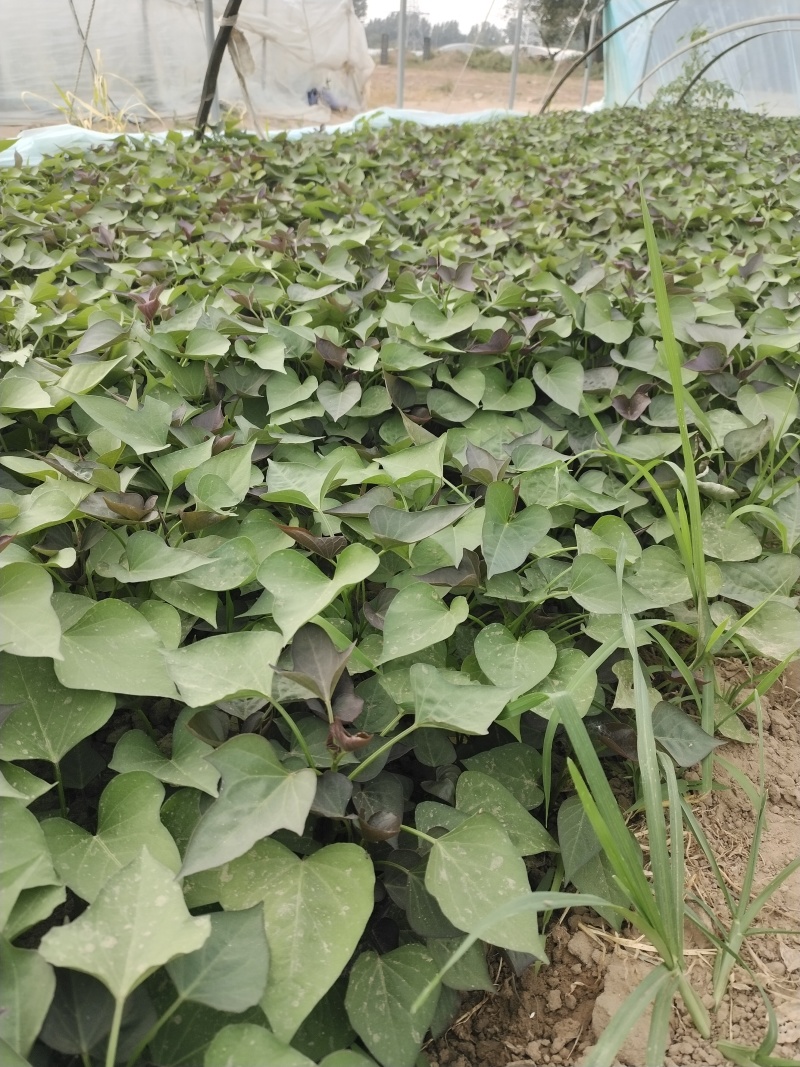 脱毒西瓜红红薯苗基地直供提供技术指导量大优惠