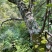 【长白山发货】野生肾精草化石草肾精茶小叶石韦草包邮