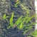 【长白山发货】野生肾精草化石草肾精茶小叶石韦草包邮
