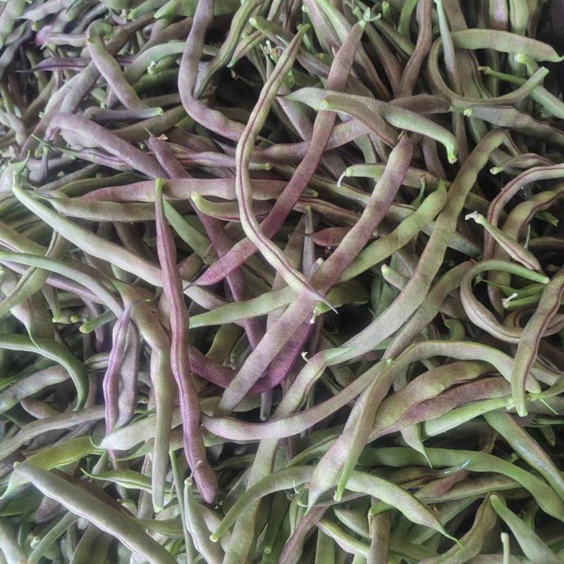 红豆即将大量上市