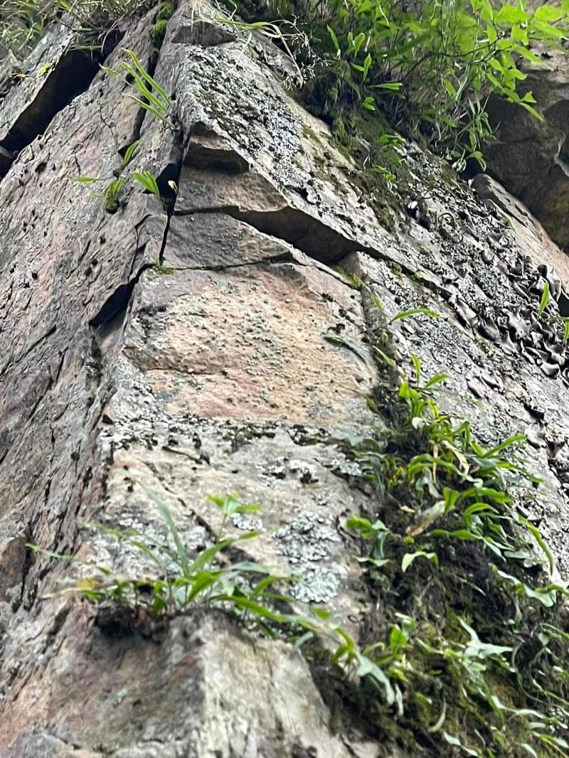 【长白山发货】野生肾精草无硫包邮