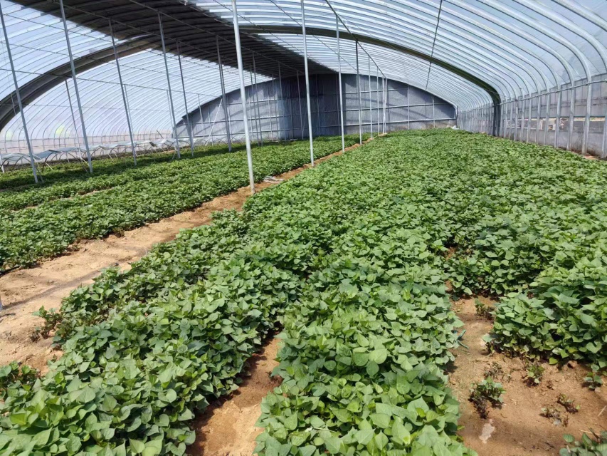 整薯催芽示意图